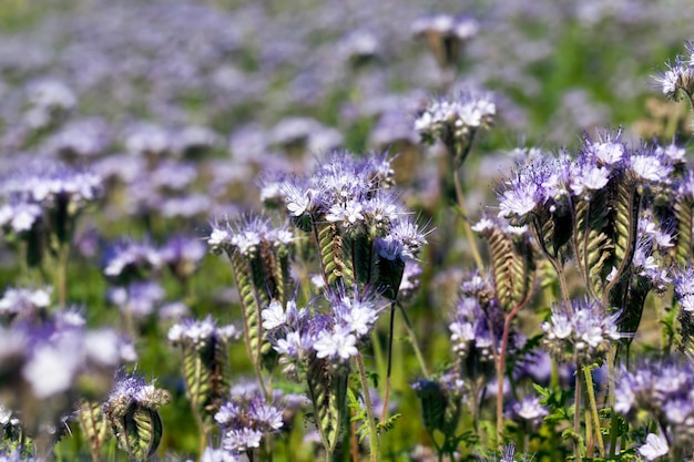 Un campo agrícola en el que crece un cultivo de Phacelia de flores violetas, plantas de miel para obtener una gran cantidad de miel.