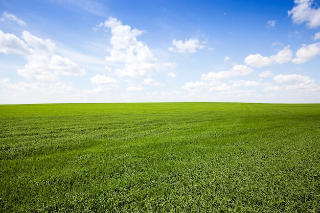 Campo agrícola en el que crece la hierba joven.