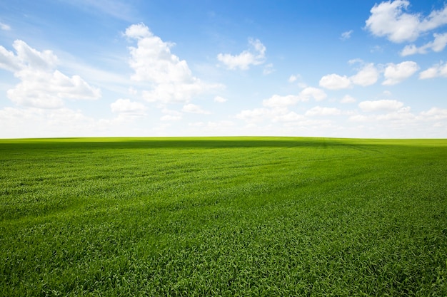 Campo agrícola en el que crece la hierba joven.