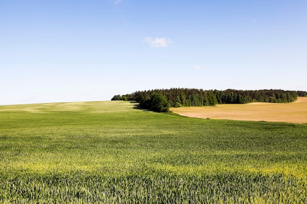 Campo agrícola en el que crece la hierba joven.