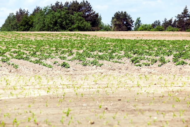 Campo agrícola en el que crece patatas verdes, primavera