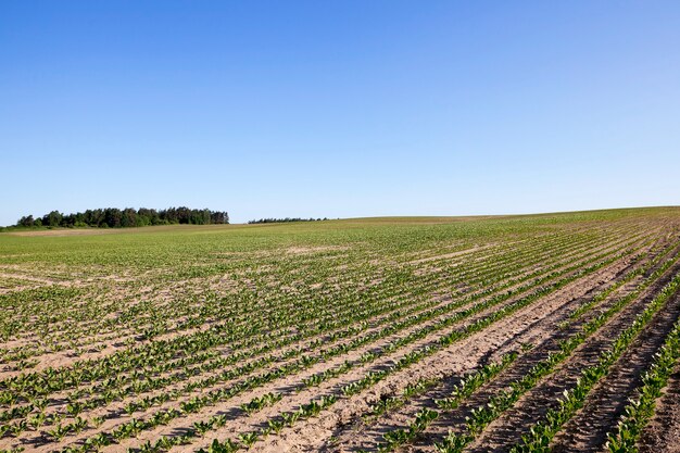 El campo agrícola en el que crecen los brotes de remolacha.