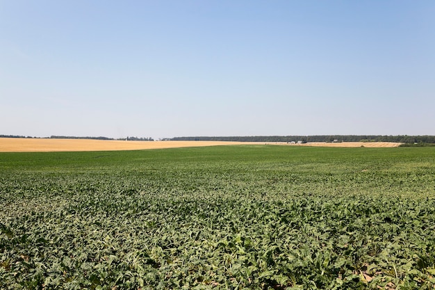 Campo agrícola en el que crecen brotes verdes de remolacha