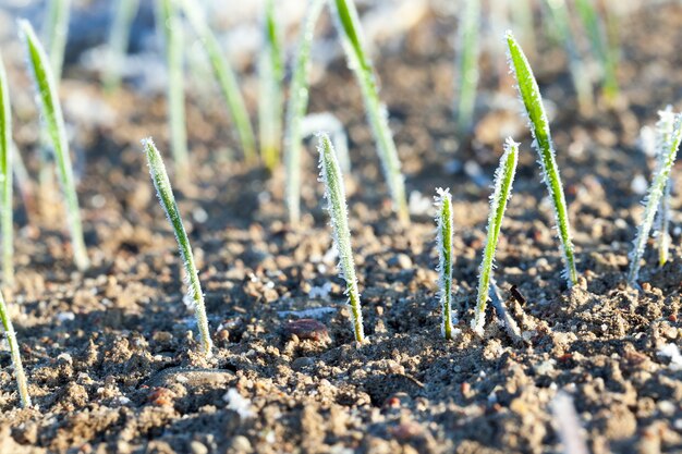 Campo agrícola en el que crecen brotes verdes de trigo cubiertos de escarcha matutina.