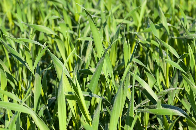 Campo agrícola en el que crecen cereales inmaduros, trigo.