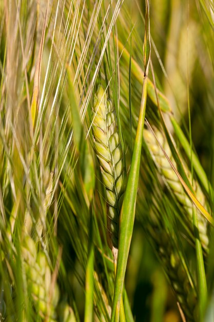 Campo agrícola en el que crecen cereales inmaduros, trigo.