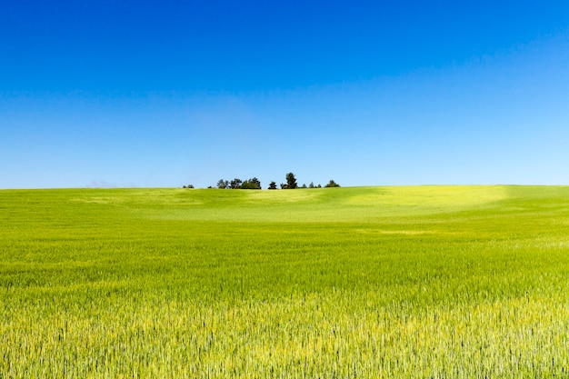 Campo agrícola en el que crecen cereales inmaduros, trigo.