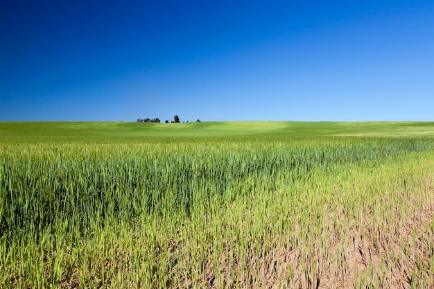 Campo agrícola en el que crecen cereales jóvenes inmaduros, trigo. Cielo azul en la superficie