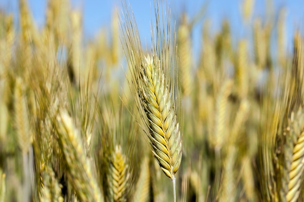 Foto campo agrícola en el que crecen cereales jóvenes inmaduros, trigo. cielo azul en la superficie
