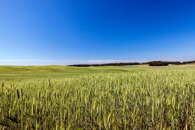 Campo agrícola en el que crecen cereales jóvenes inmaduros, trigo. Cielo azul en el