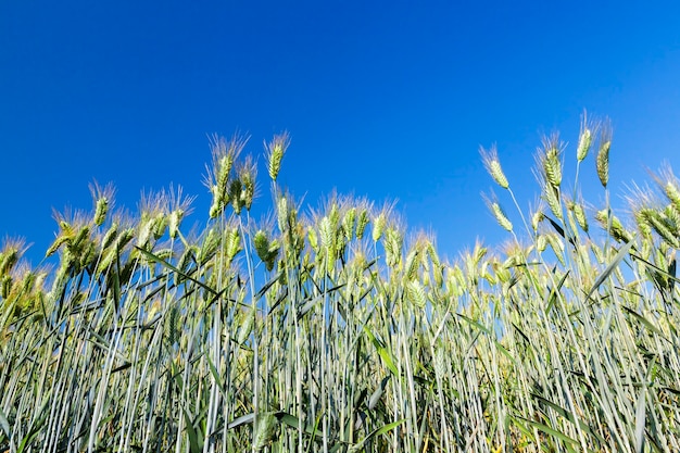 Campo agrícola en el que crecen cereales jóvenes inmaduros, trigo. Cielo azul en el