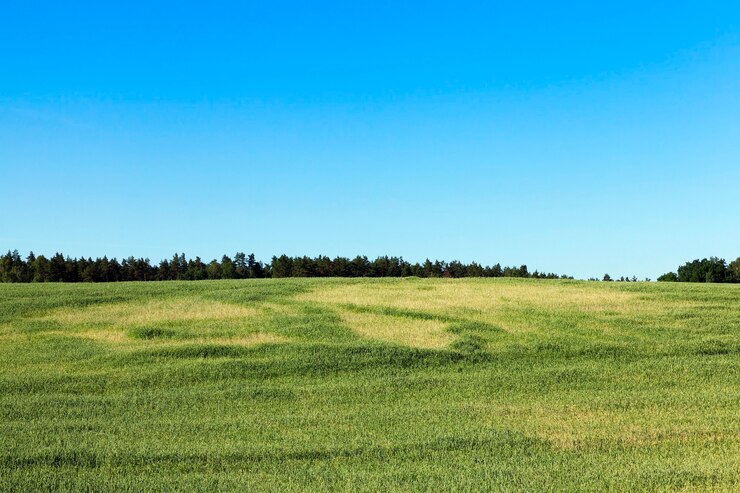 Foto campo agrícola en el que crecen cereales jóvenes inmaduros, trigo.