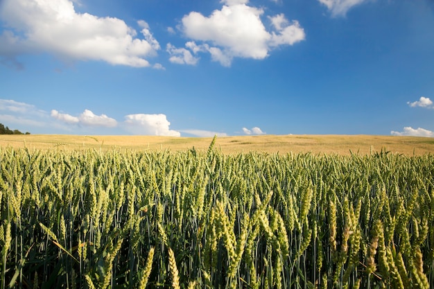 Campo agrícola en el que crecen cereales jóvenes inmaduros, trigo.