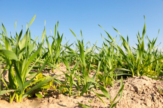 Campo agrícola en el que crecen cereales jóvenes inmaduros, trigo.