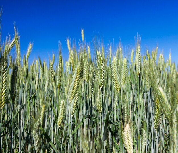 Campo agrícola en el que crecen cereales jóvenes inmaduros, trigo.