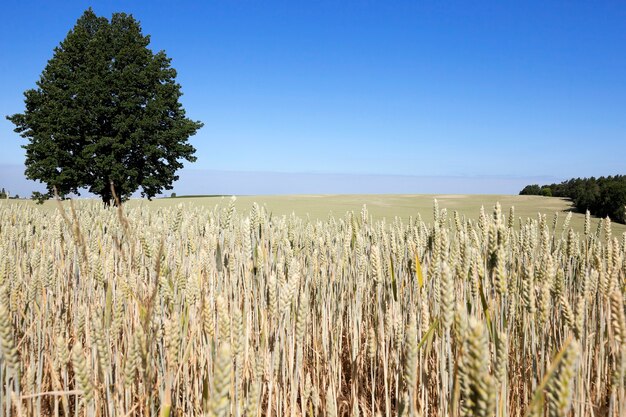 Campo agrícola en el que crecen cereales maduros amarillentos