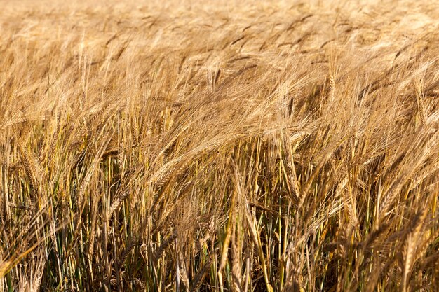 Un campo agrícola en el que crecen cereales secos de color naranja y amarillo. Otoño