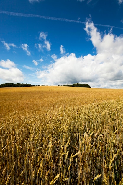 Campo agrícola en el que crecen listos para cosechar cereales amarillos maduros