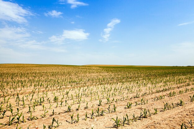 Campo agrícola en el que crecen maíz. vegetal