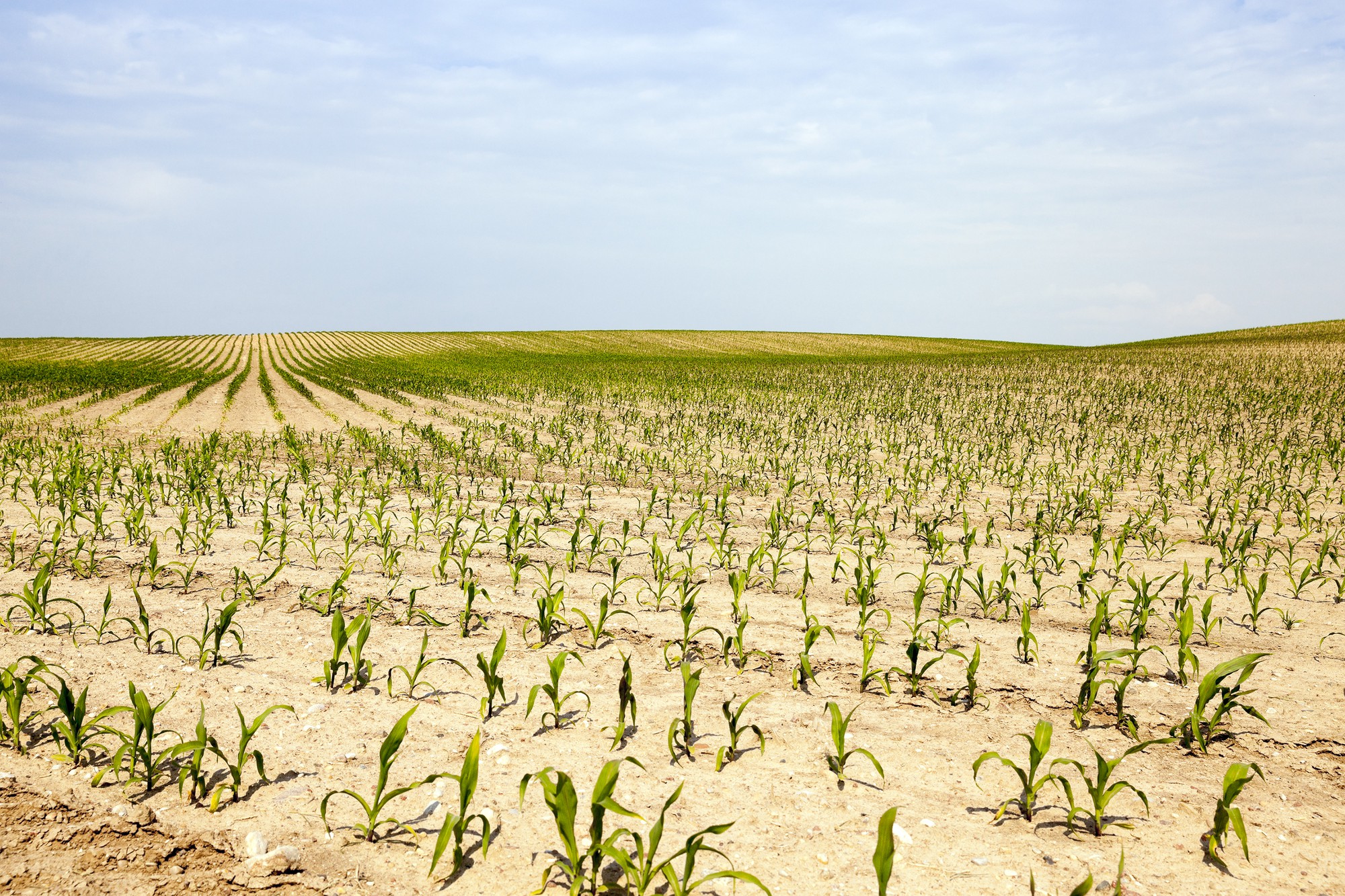 Campo agrícola en el que crecen maíz verde.