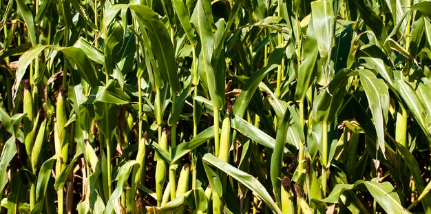 Campo agrícola en el que crecen maíz