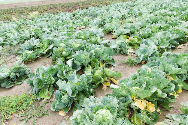 Campo agrícola en el que crecen repollo verde maduro.