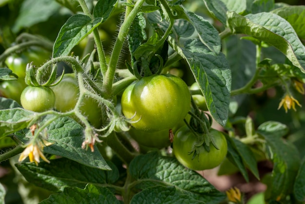 Campo agrícola en el que crecen los tomates verdes