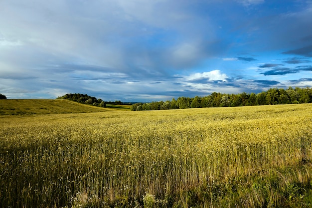 Campo agrícola en el que crecen trigo.