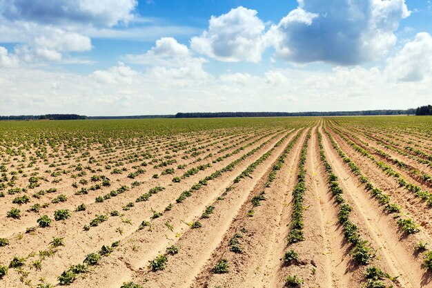 Foto campo agrícola en el que se cultivan patatas. surco