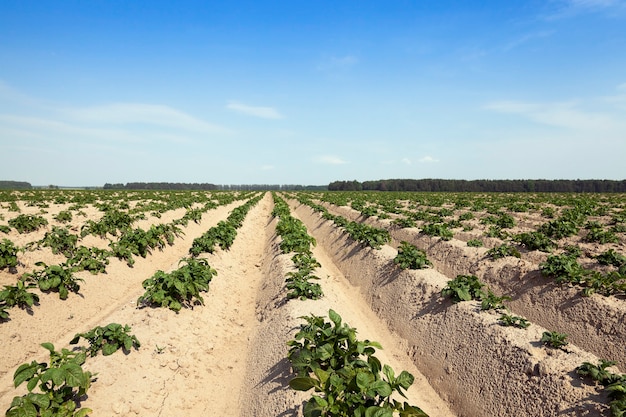 Campo agrícola en el que se cultivan patatas verdes. Hora de verano