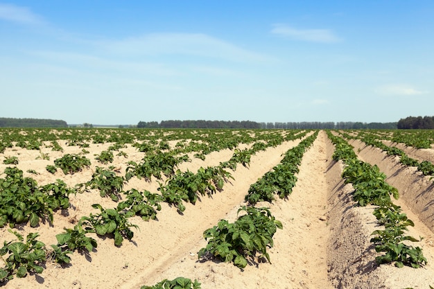 Campo agrícola en el que se cultivan patatas verdes.