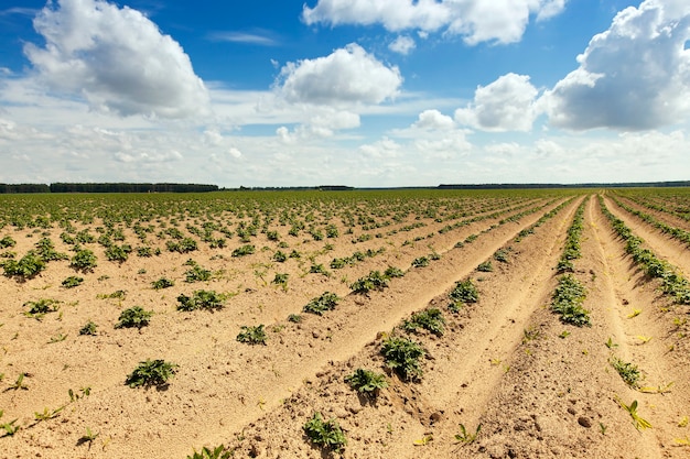 Foto campo agrícola en el que se cultivan patatas.