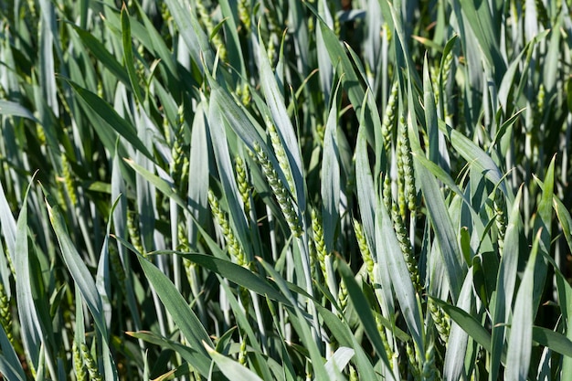 Un campo agrícola en el que se cultivan plantas de cereales de trigo, plantas de trigo verde inmaduro