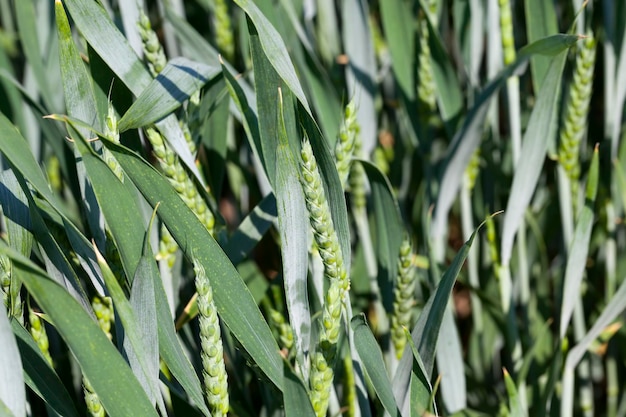 Un campo agrícola en el que se cultivan plantas de cereales.