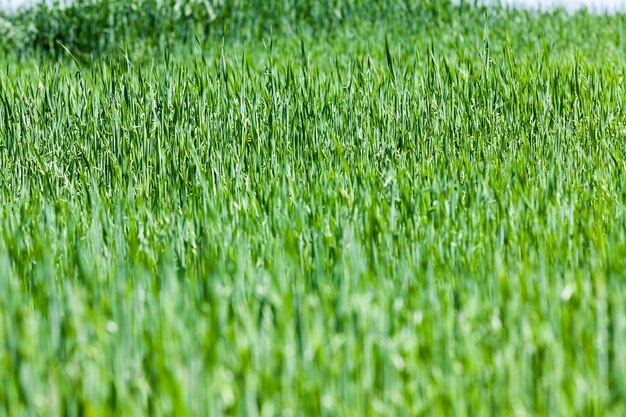 Un campo agrícola en el que se cultivan plantas de cereales.