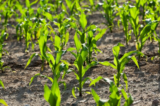 Foto un campo agrícola, que está cultivando maíz verde joven. maíz inmaduro