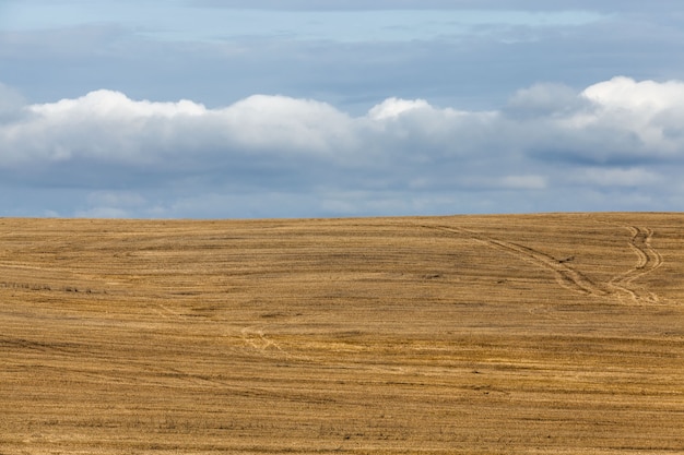 Un campo agrícola en el que cultivos de cereales, trigo o centeno, actividades agrícolas en Europa en el Este