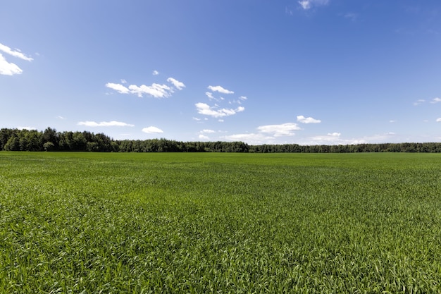 Un campo agrícola en el que cultivos de cereales, trigo o centeno, actividades agrícolas en Europa en el Este