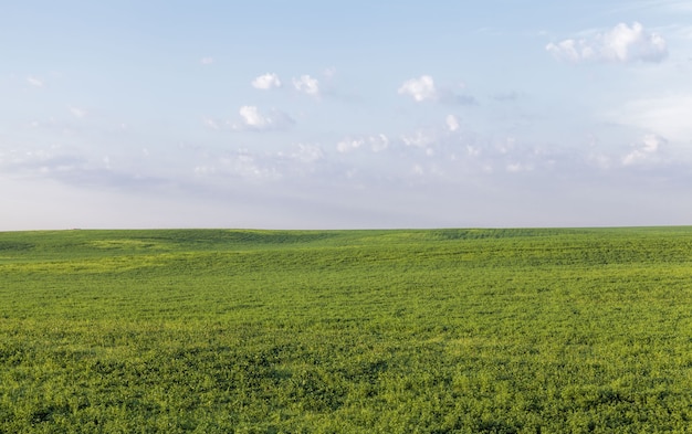 Un campo agrícola en el que cultivos de cereales, trigo o centeno.