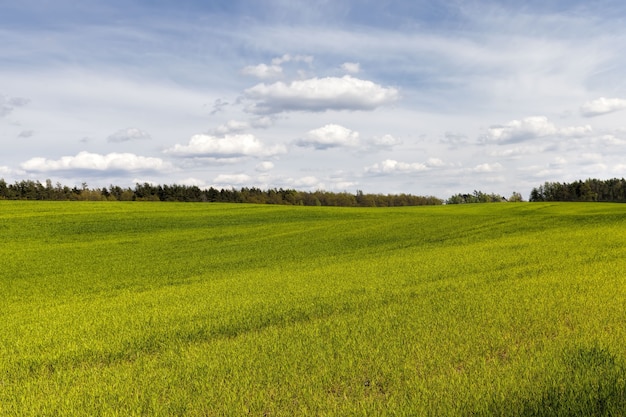 Un campo agrícola en el que cultivos de cereales