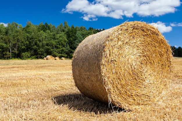 Campo agrícola en el que hay pilas después de la cosecha de trigo