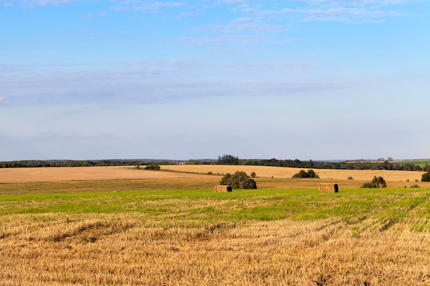 Un campo agrícola que hizo la cosecha de cereales, trigo. en el campo quedó paja sin usar. Al fondo un cielo azul.