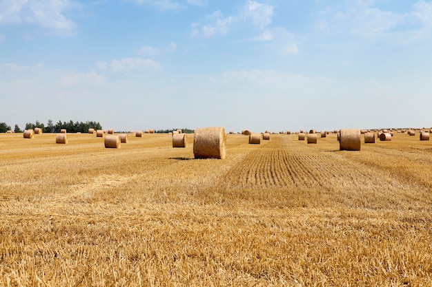 Campo agrícola en el que se lleva a cabo la recolección de cereales, trigo. pila de paja