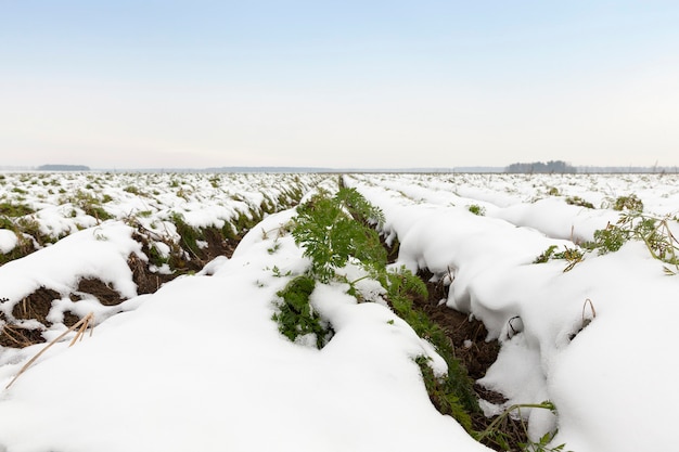 Campo agrícola que não mostra cenouras colhidas e cobertas de neve. estação do outono.