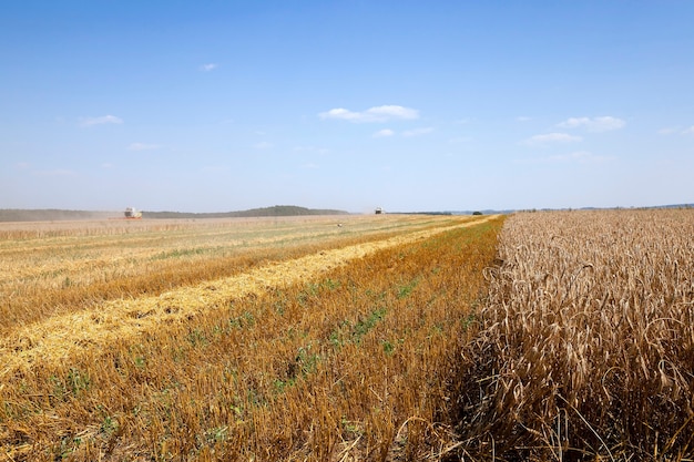 Campo agrícola, que recogen la cosecha madura de cereales.