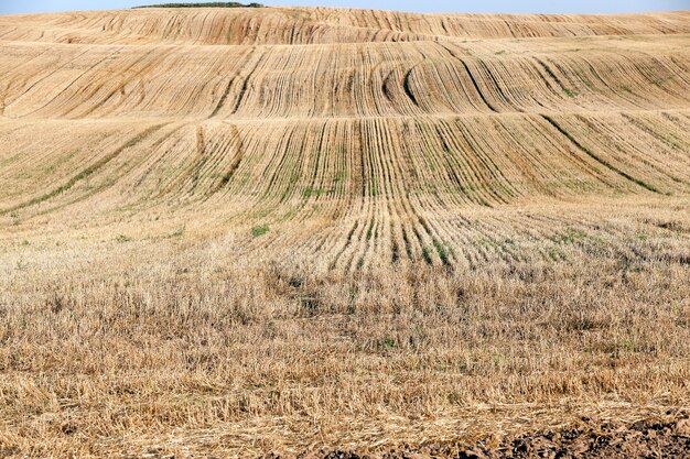 Campo agrícola, que vai cozinhar e sobre outras opções, ou seja, eles próprios causam danos