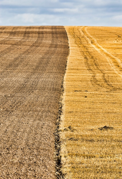 Campo agrícola real no qual crescem e coletam uma nova safra de trigo, restolho permaneceu