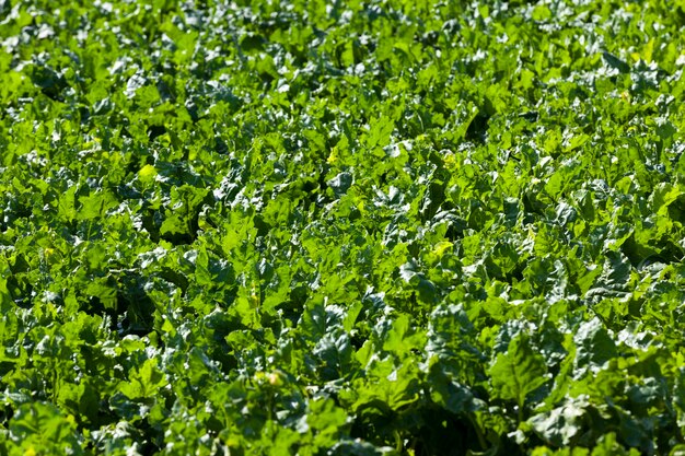 Campo agrícola con remolacha verde encabeza el cultivo de remolacha azucarera para la producción de azúcar