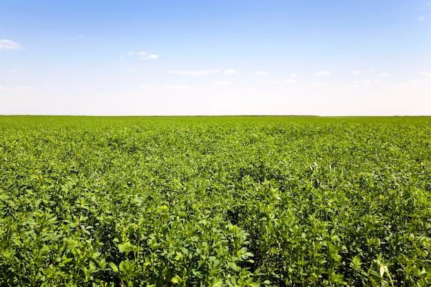 Campo agrícola sembrado hierba para el invierno.