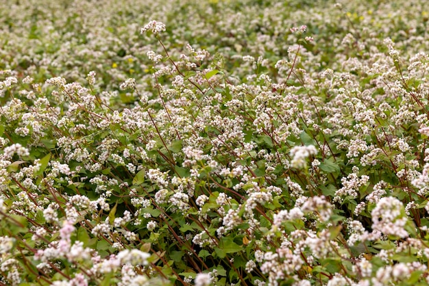 Campo agrícola con trigo sarraceno floreciente en tiempo nublado